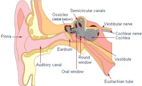 diagrama-de-la-oreja-ils